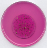 M-ENDO AGAR LES FOR MICROBIOLOGY ( 51 G